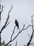 FZ022444 Red kite (Milvus milvus) in tree.jpg